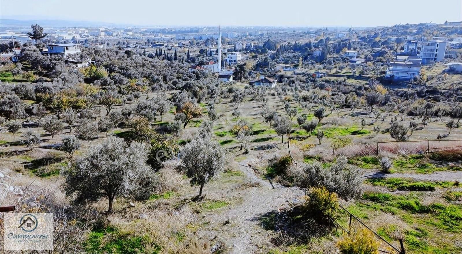 Cumaovası Emlk.satılık Gaziemir Sevgi Mah.11 Dönüm Tek Tapu - Görsel 4