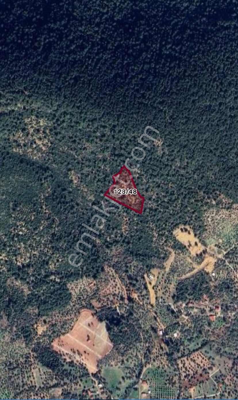 Torbalı Dağkızılca'da 9.3 Dönüm Zeytinlik - Görsel 2