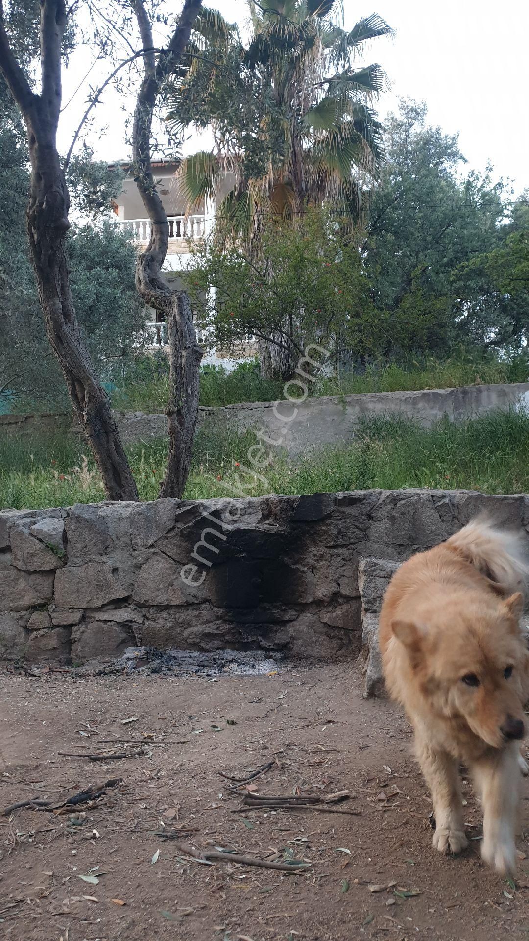 Acil Satılık Villa