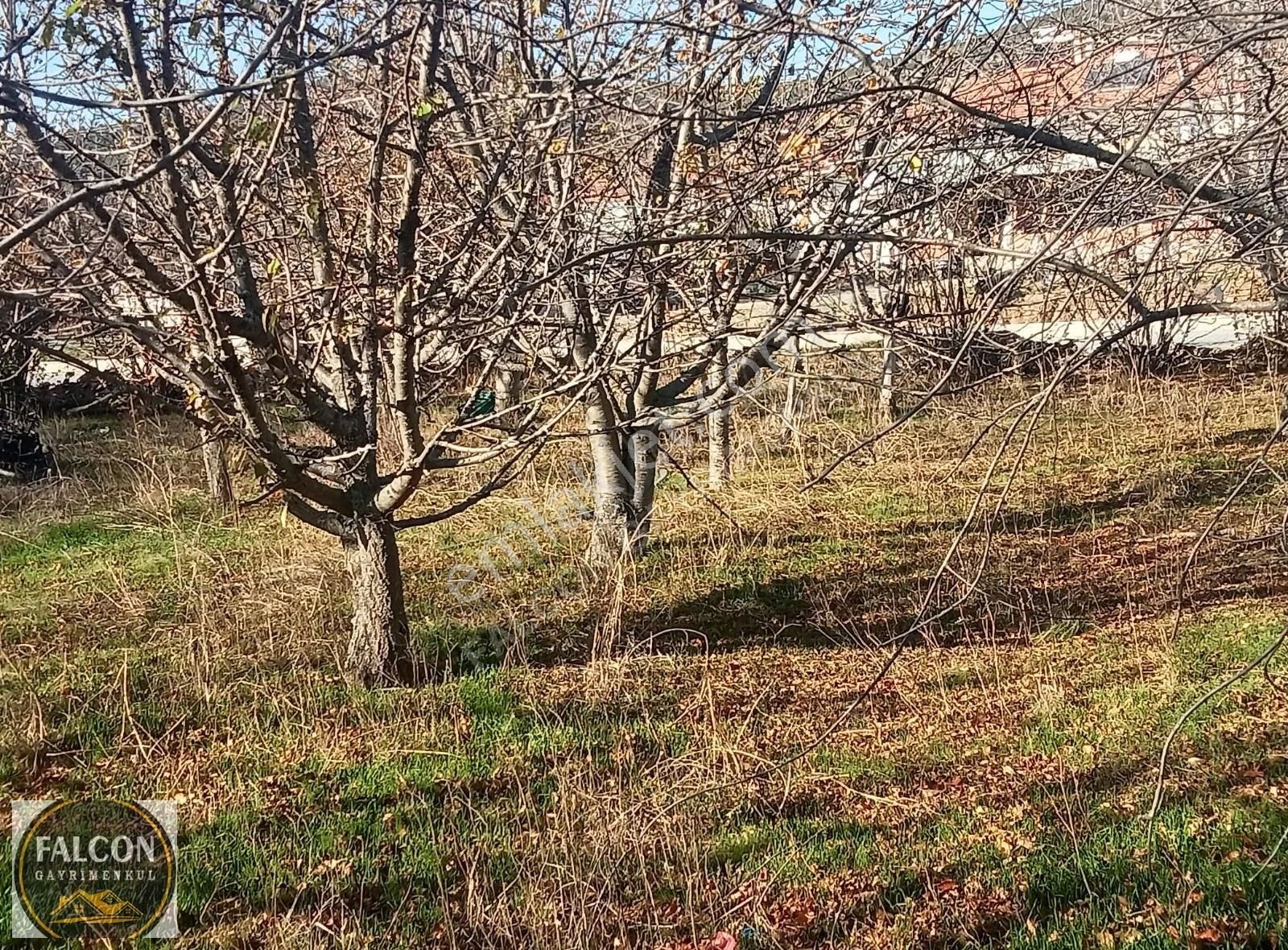 Falcon Dan Yaylaların Yaylası Bekciler De 3706m² Fırsat Arsa - Görsel 13