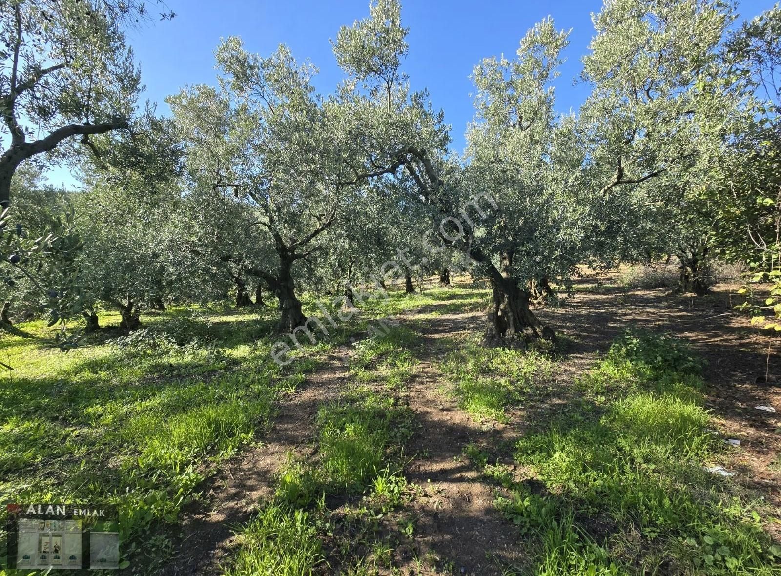 Kaymakoba Köyünde 874 M2 Satılık Bakımlı Zeytinlik - Görsel 2