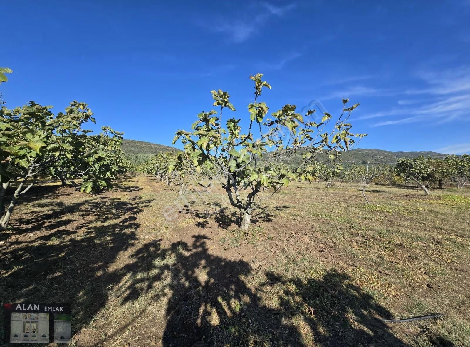 Kaymakoba Köyünde 874 M2 Satılık Bakımlı Zeytinlik - Görsel 3