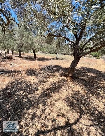 Bozburunda Denize 600 Mt Merkeze 400 Mt 695m2 Satılık Tarla - Görsel 4