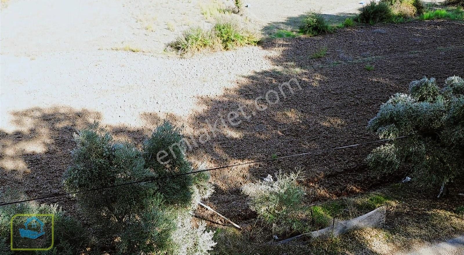 Marmaris Turgut Köyünde Denize 600m Yola Cepheli Satılık Tarla - Görsel 3