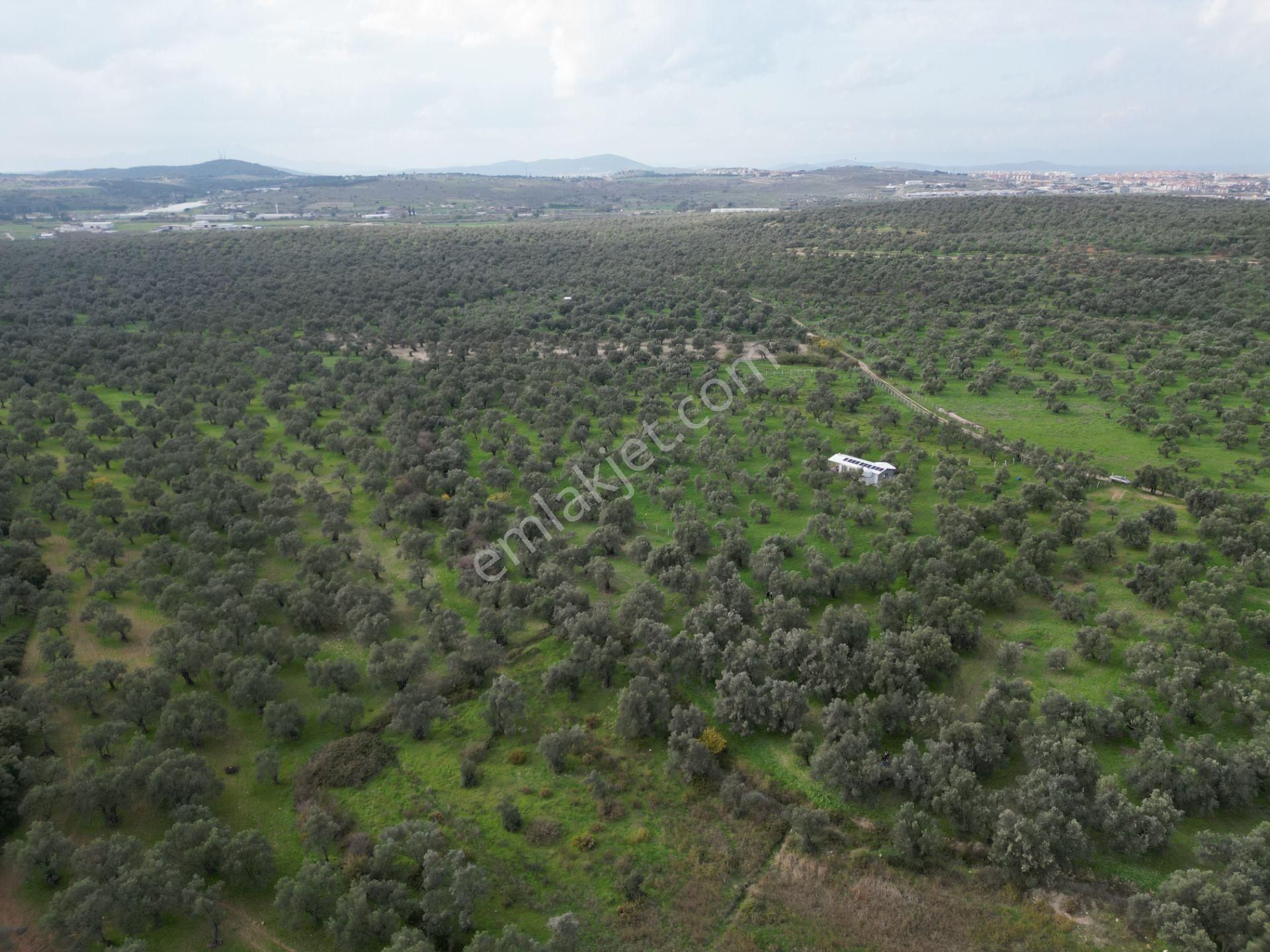 Ayvalık Kazım Karabekir’de Yola Yakın Satılık Zeytinlik - Görsel 35