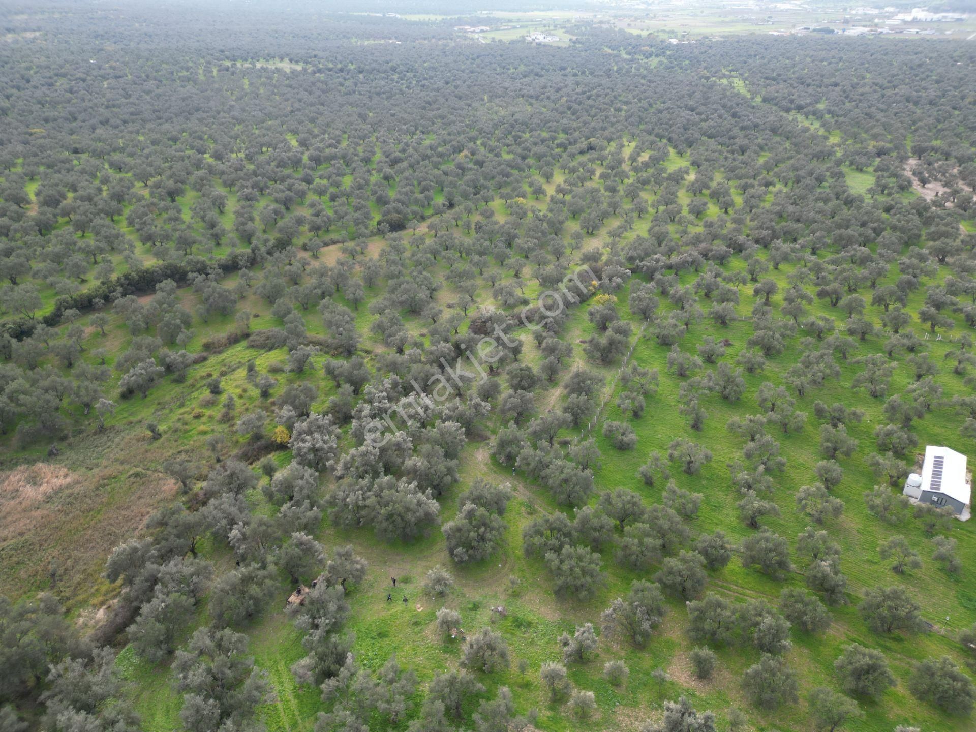 Ayvalık Kazım Karabekir’de Yola Yakın Satılık Zeytinlik - Görsel 16