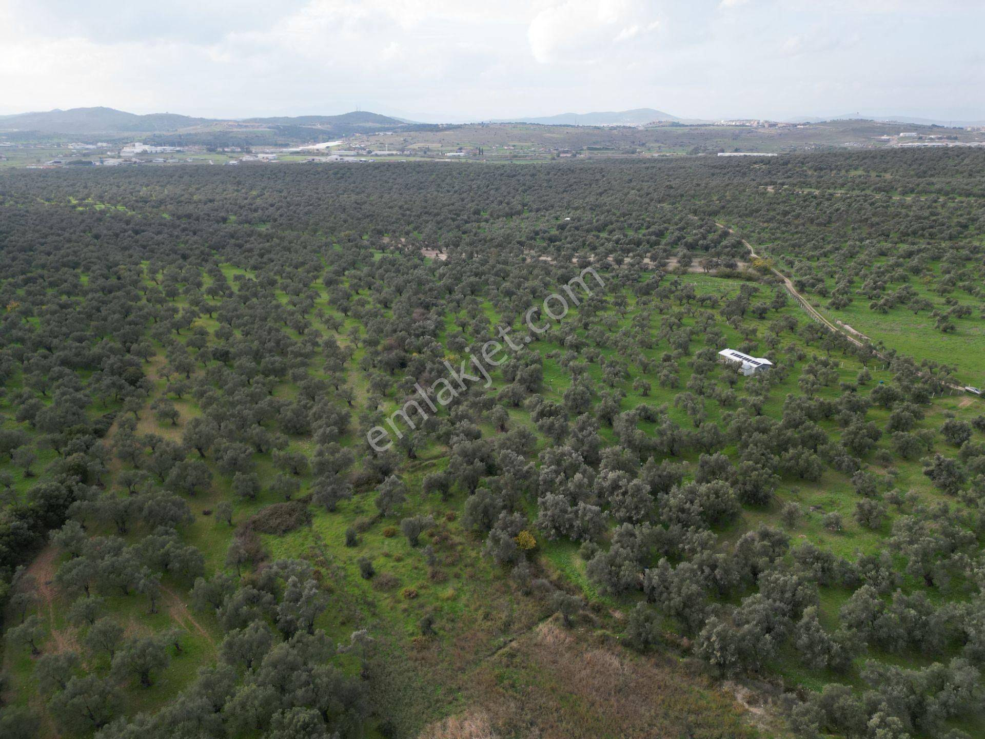 Ayvalık Kazım Karabekir’de Yola Yakın Satılık Zeytinlik - Görsel 18