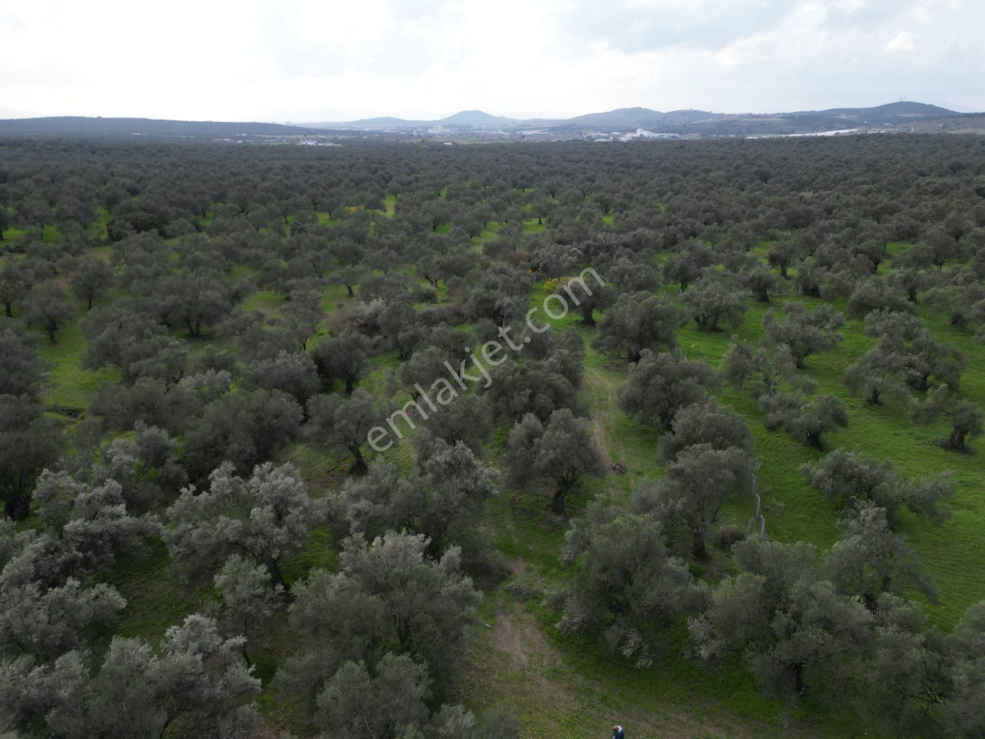Ayvalık Kazım Karabekir’de Yola Yakın Satılık Zeytinlik - Görsel 13