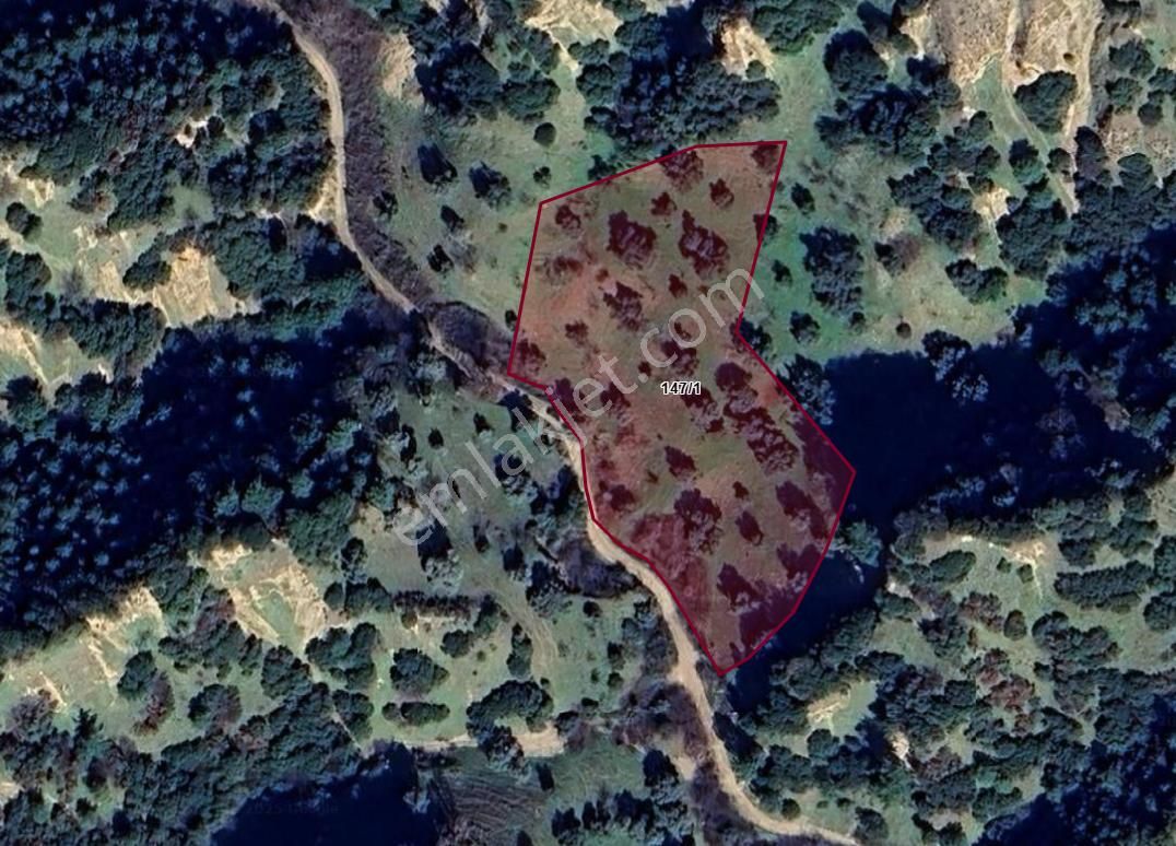 Nazilli Hasköy Su Kuyulu Zeytin Ve İncir Bahçesi 6000 M2 - Görsel 8