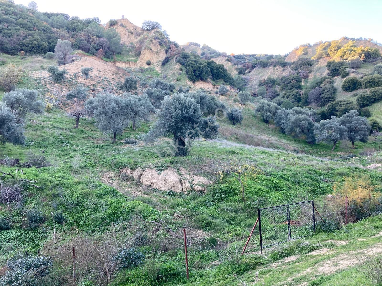 Nazilli Hasköy Su Kuyulu Zeytin Ve İncir Bahçesi 6000 M2 - Görsel 6