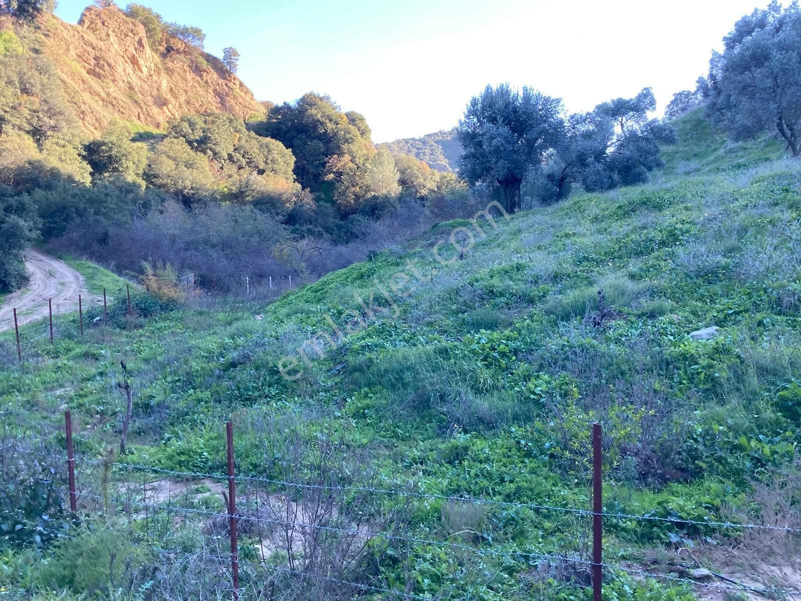 Nazilli Hasköy Su Kuyulu Zeytin Ve İncir Bahçesi 6000 M2 - Görsel 14