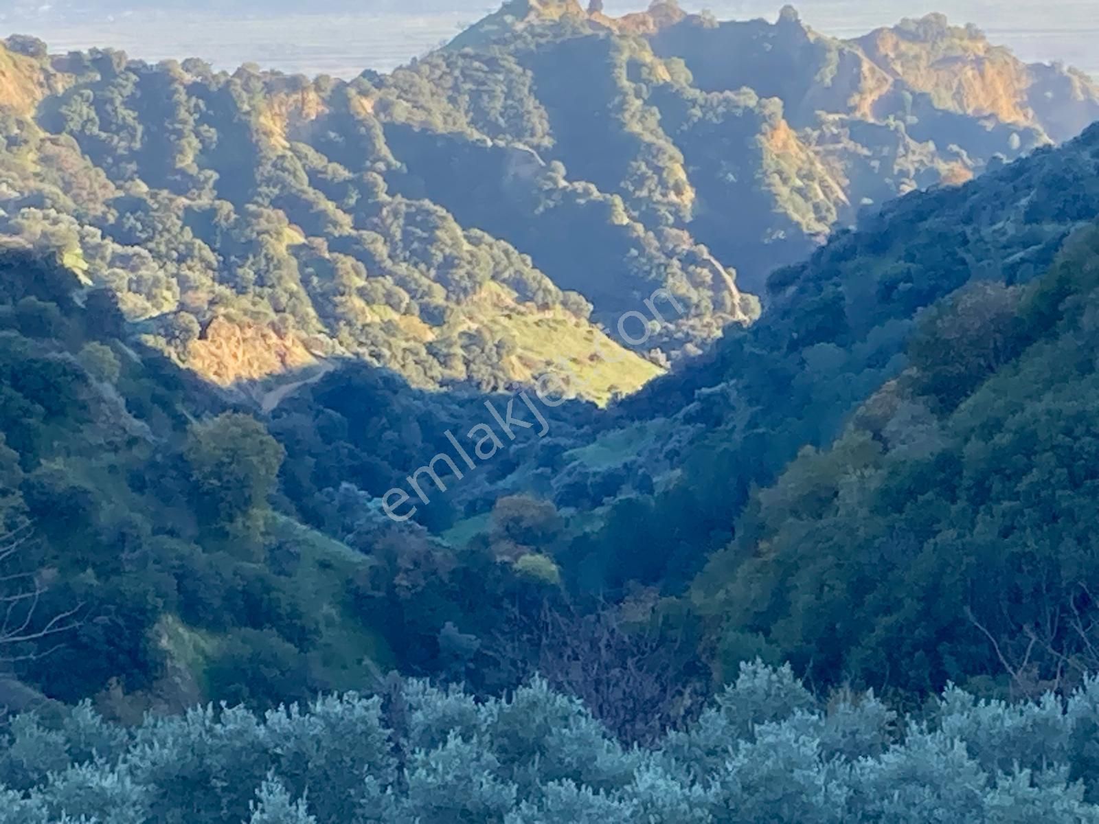 Nazilli Hasköy Su Kuyulu Zeytin Ve İncir Bahçesi 6000 M2 - Görsel 15