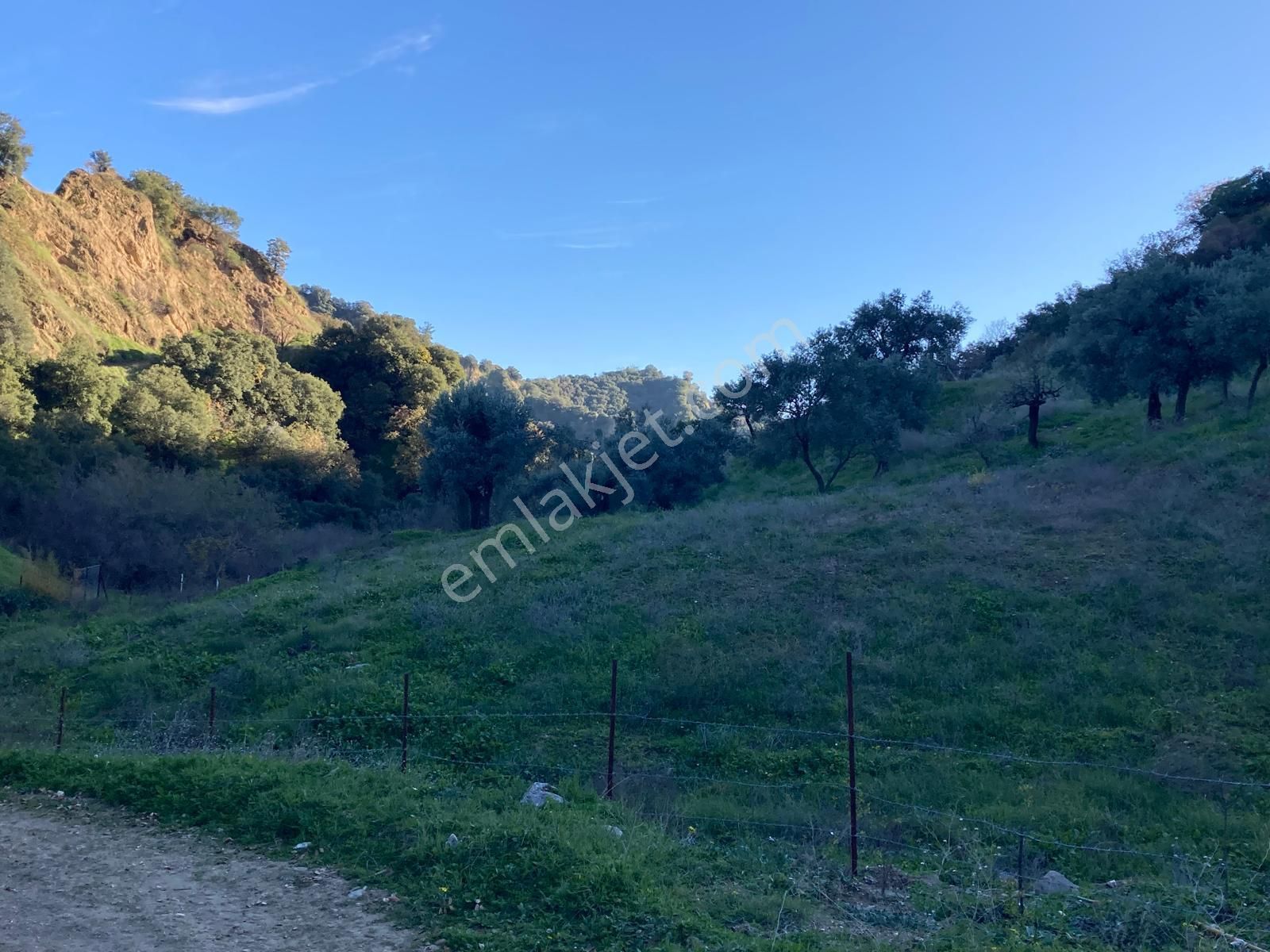 Nazilli Hasköy Su Kuyulu Zeytin Ve İncir Bahçesi 6000 M2 - Görsel 11