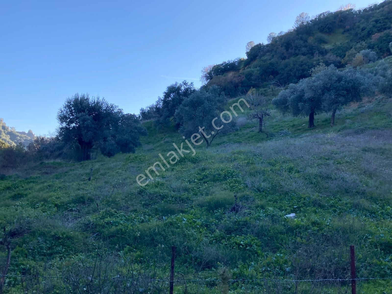 Nazilli Hasköy Su Kuyulu Zeytin Ve İncir Bahçesi 6000 M2 - Görsel 4