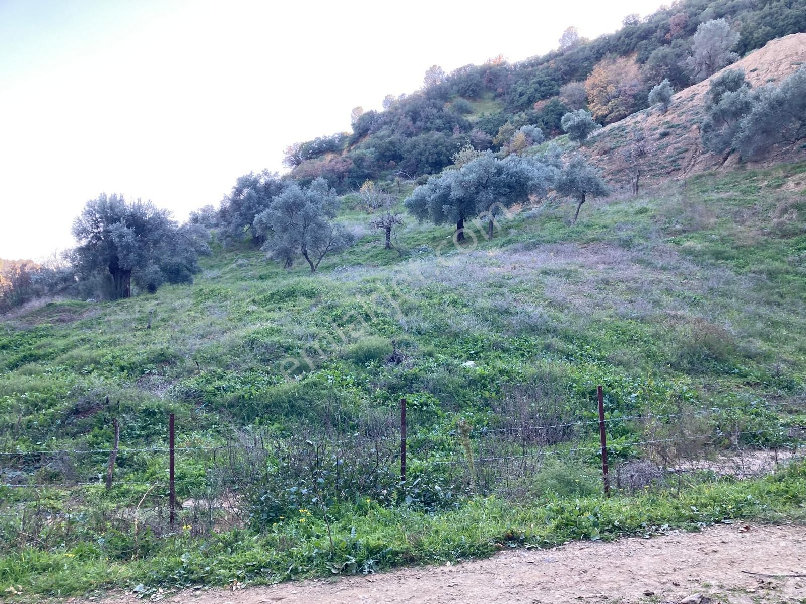 Nazilli Hasköy Su Kuyulu Zeytin Ve İncir Bahçesi 6000 M2 - Görsel 10