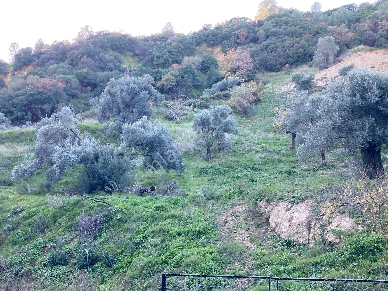 Nazilli Hasköy Su Kuyulu Zeytin Ve İncir Bahçesi 6000 M2 - Görsel 7