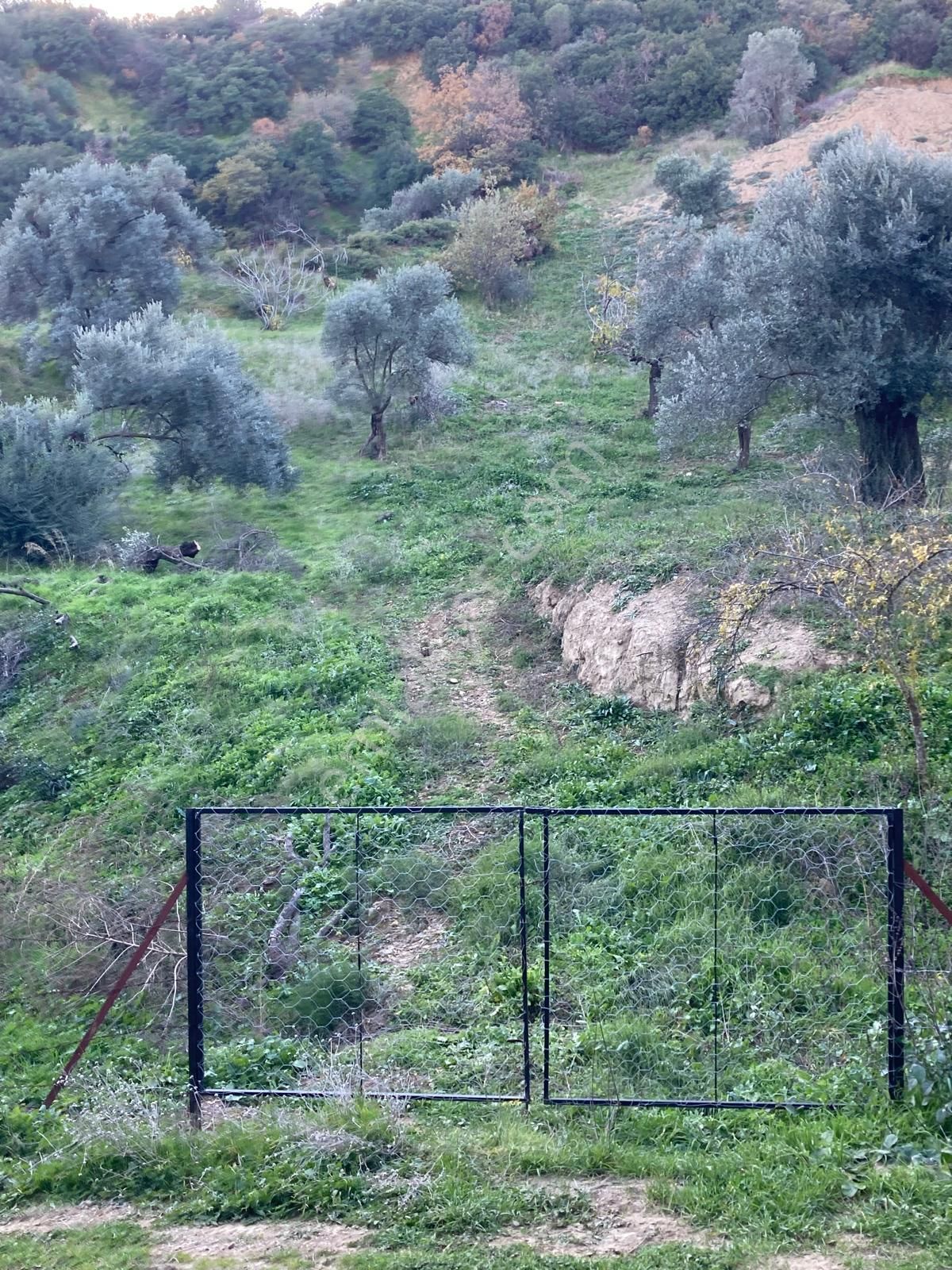 Nazilli Hasköy Su Kuyulu Zeytin Ve İncir Bahçesi 6000 M2 - Görsel 5