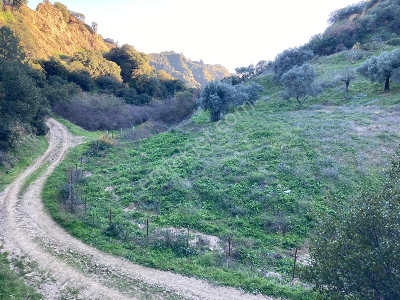 Nazilli Hasköy Su Kuyulu Zeytin Ve İncir Bahçesi 6000 M2 - Görsel 2