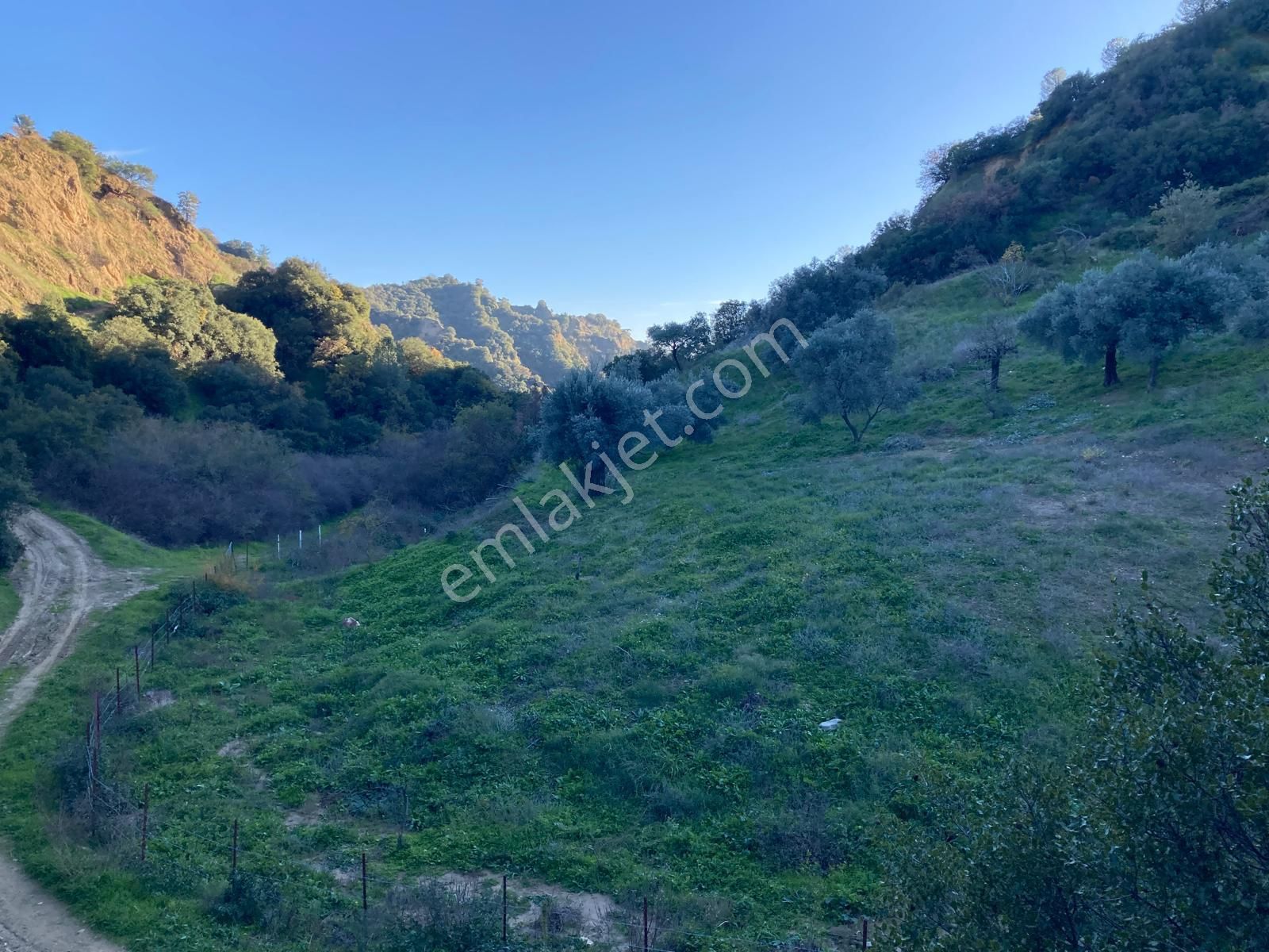 Nazilli Hasköy Su Kuyulu Zeytin Ve İncir Bahçesi 6000 M2 - Görsel 13