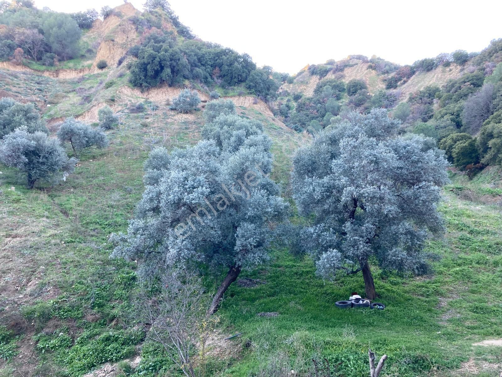 Nazilli Hasköy Su Kuyulu Zeytin Ve İncir Bahçesi 6000 M2 - Görsel 3