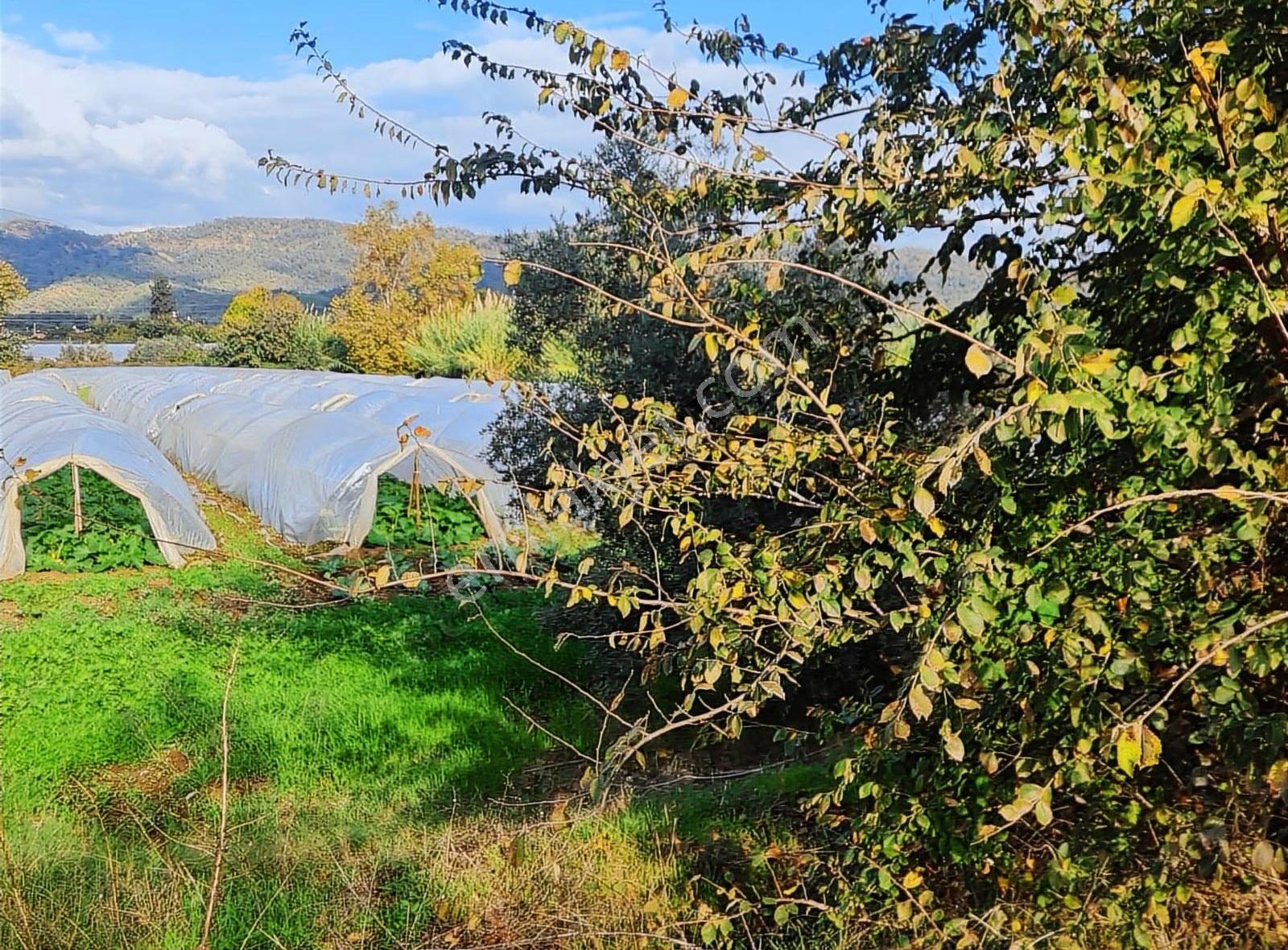 Yanıklar Mh.13500 M2 Satılık Tarla - Görsel 3