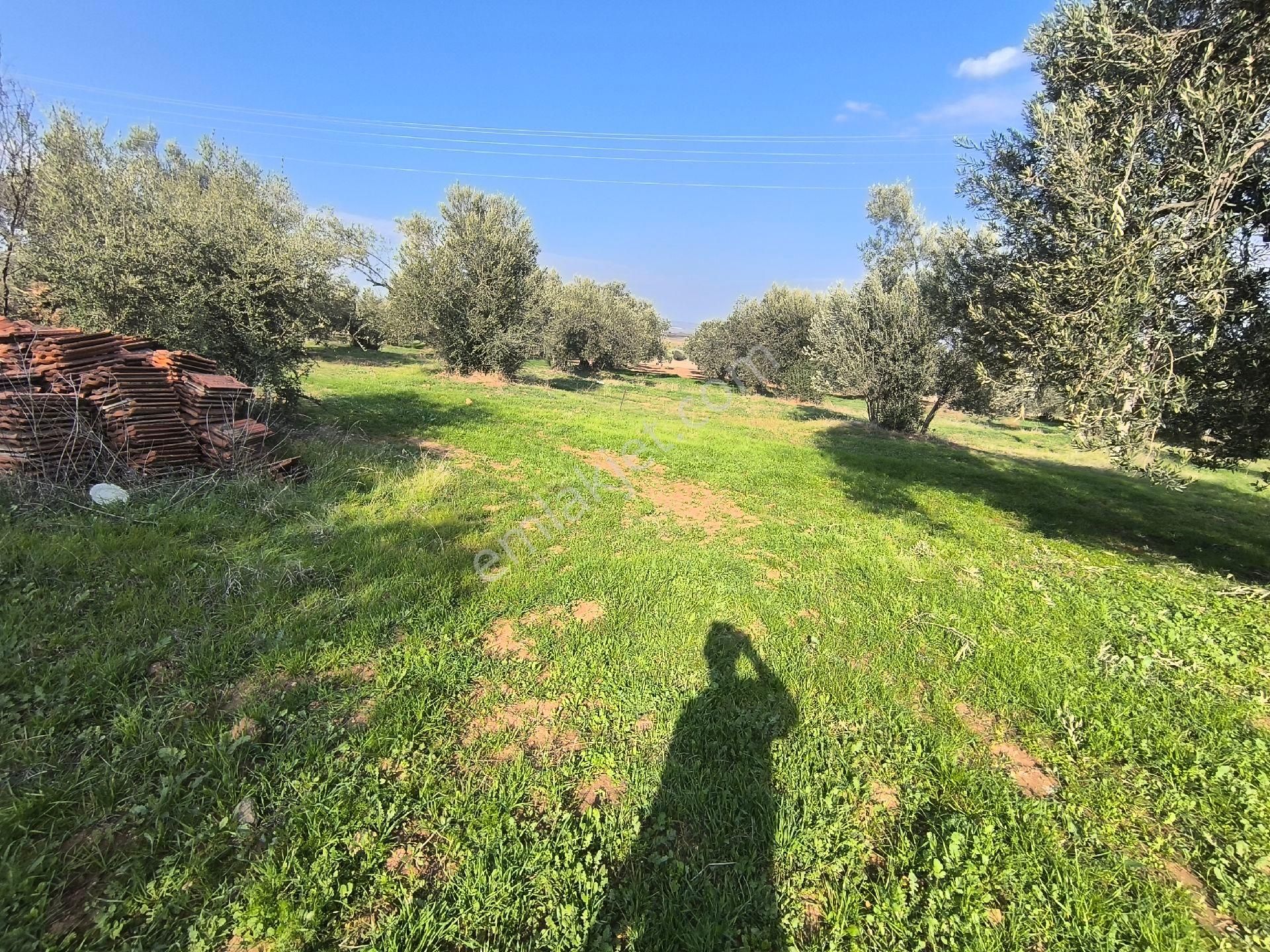 Acil Manisa Saruhanlı Halitpaşa'da 900m2 2 Kat 0.40 İmarlı Arsa 4.950.000 - Görsel 14