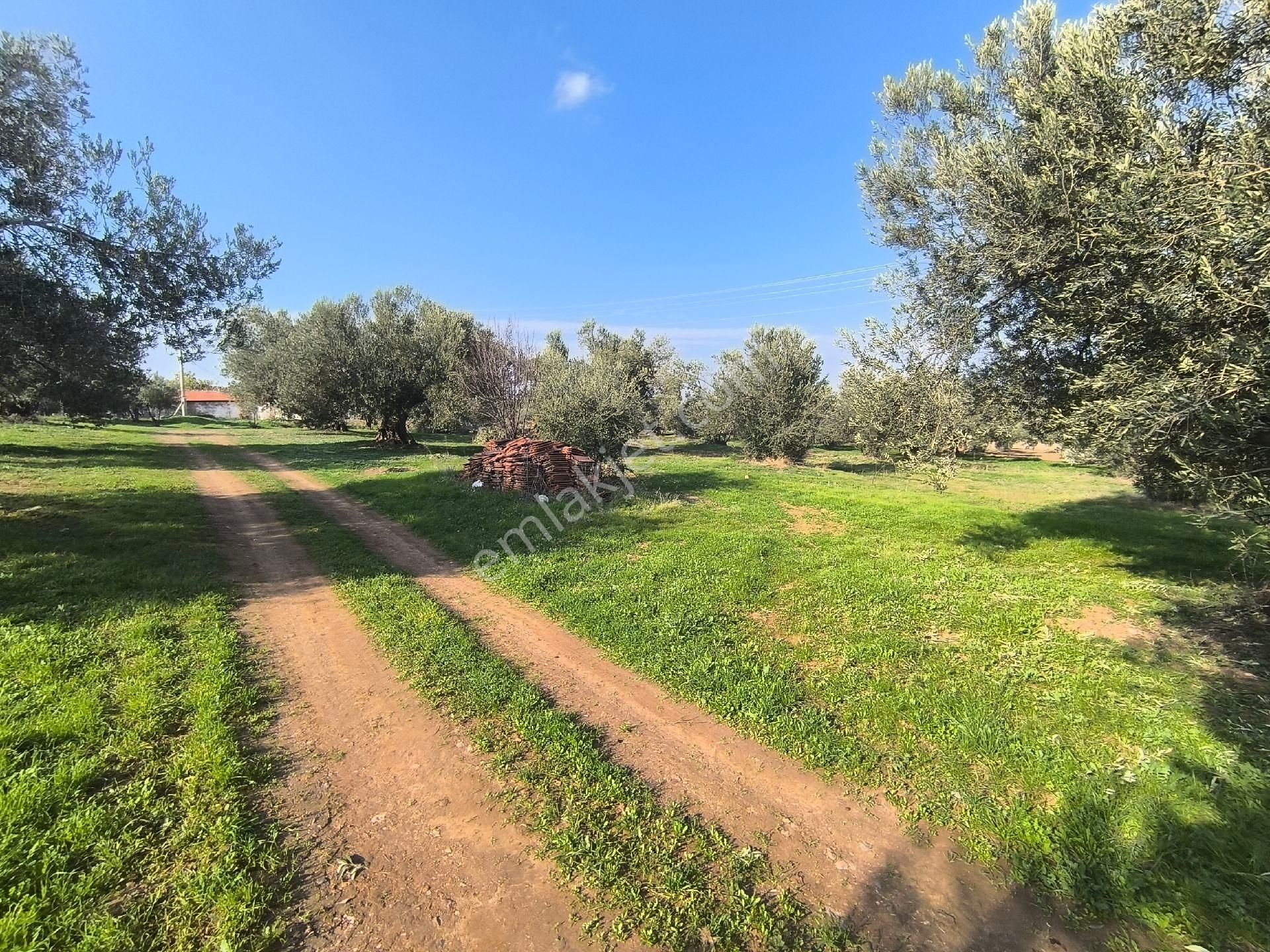 Acil Manisa Saruhanlı Halitpaşa'da 900m2 2 Kat 0.40 İmarlı Arsa 4.950.000 - Görsel 33