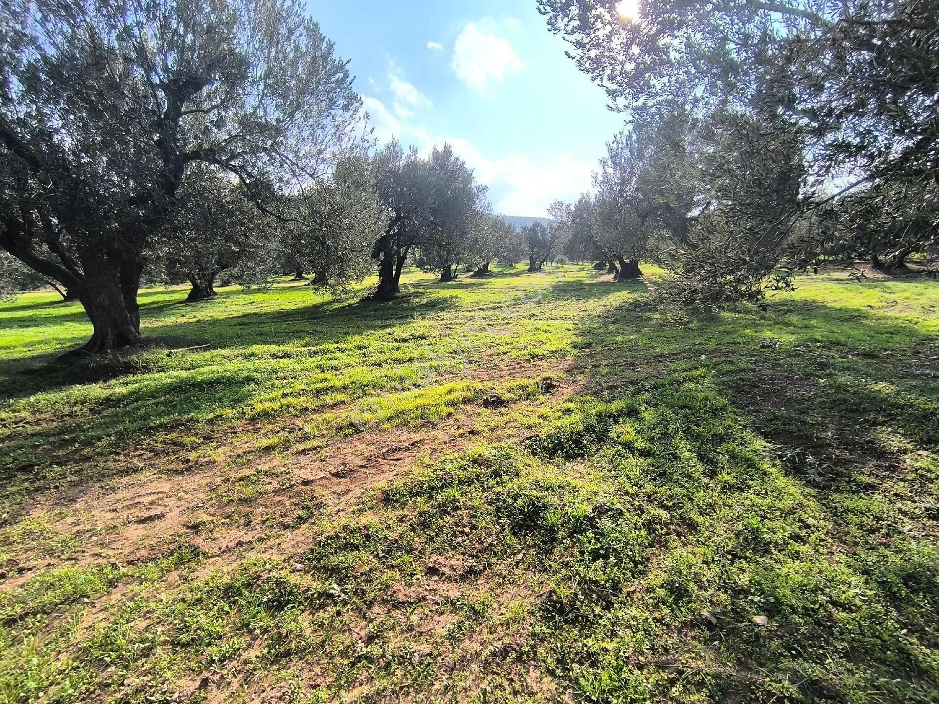 Acil Manisa Saruhanlı Halitpaşa'da 900m2 2 Kat 0.40 İmarlı Arsa 4.950.000 - Görsel 2