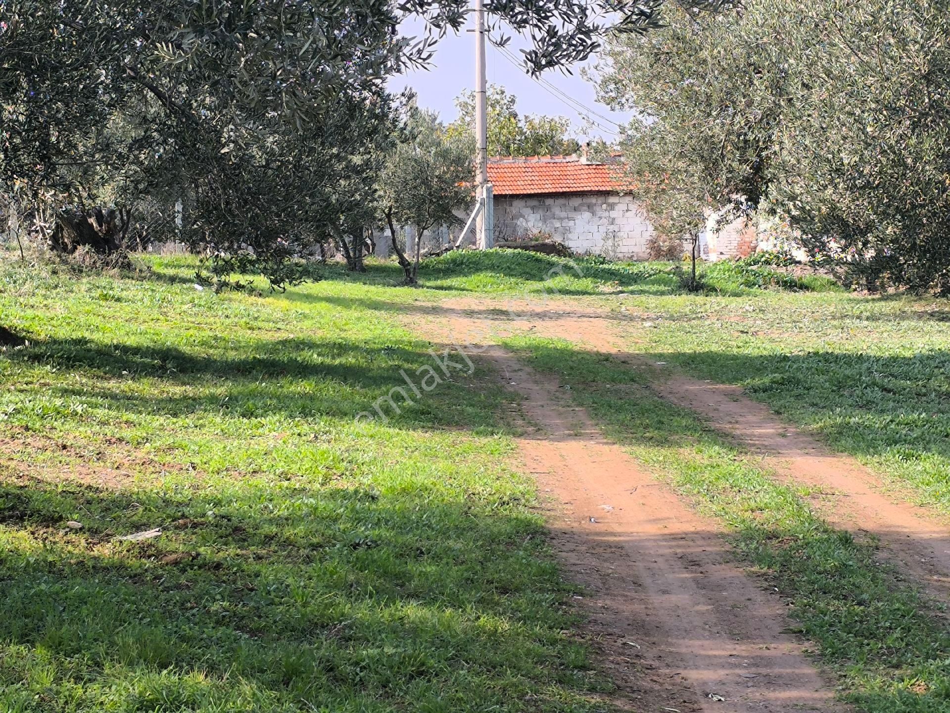Acil Manisa Saruhanlı Halitpaşa'da 900m2 2 Kat 0.40 İmarlı Arsa 4.950.000 - Görsel 34