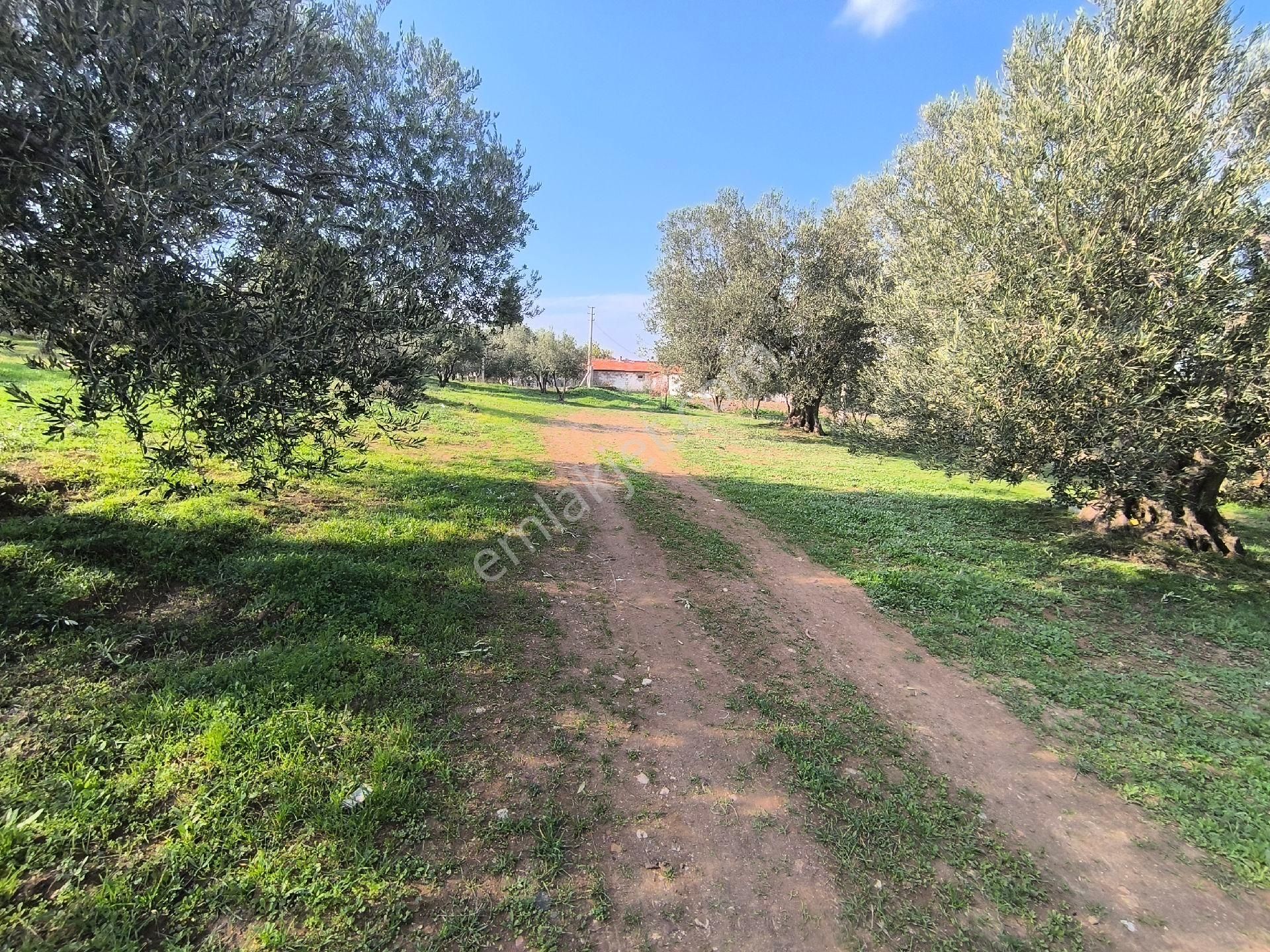 Acil Manisa Saruhanlı Halitpaşa'da 900m2 2 Kat 0.40 İmarlı Arsa 4.950.000 - Görsel 4