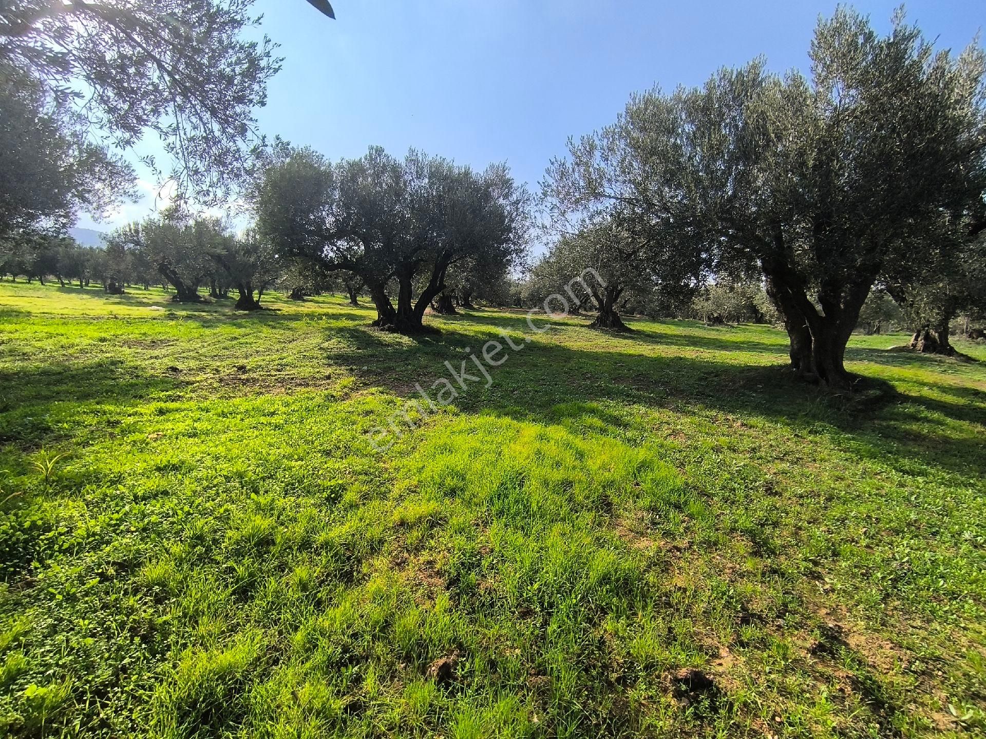 Acil Manisa Saruhanlı Halitpaşa'da 900m2 2 Kat 0.40 İmarlı Arsa 4.950.000 - Görsel 27