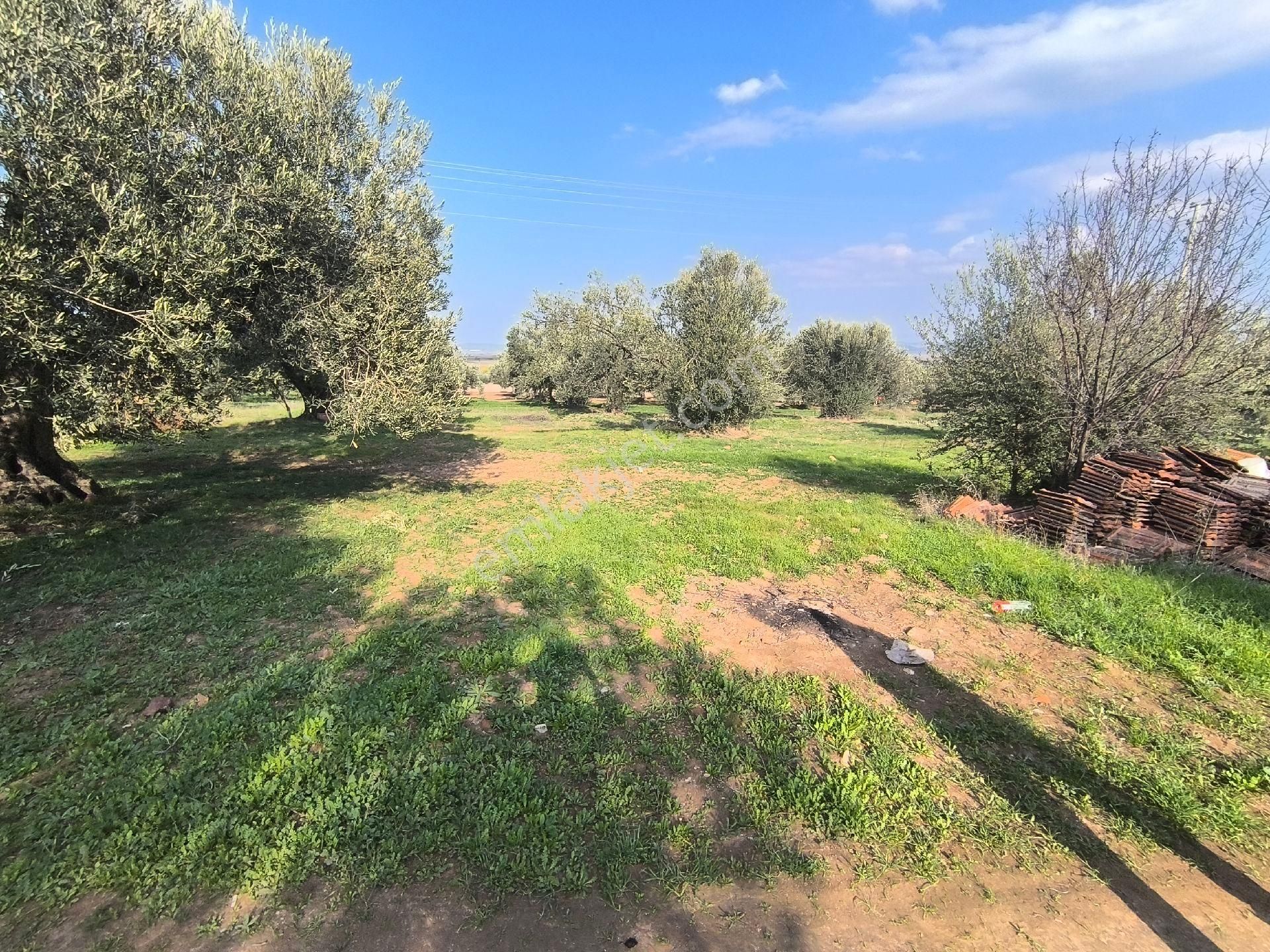 Acil Manisa Saruhanlı Halitpaşa'da 900m2 2 Kat 0.40 İmarlı Arsa 4.950.000