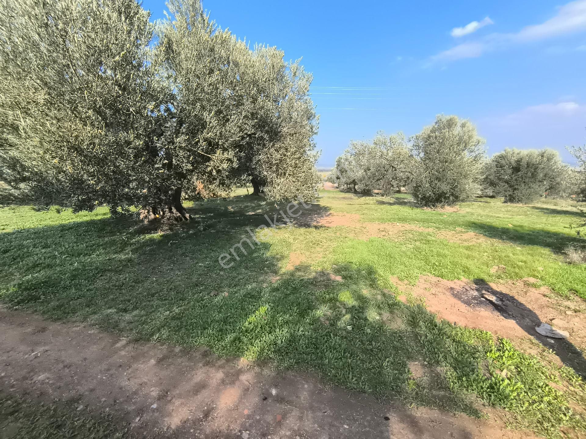 Acil Manisa Saruhanlı Halitpaşa'da 900m2 2 Kat 0.40 İmarlı Arsa 4.950.000 - Görsel 7