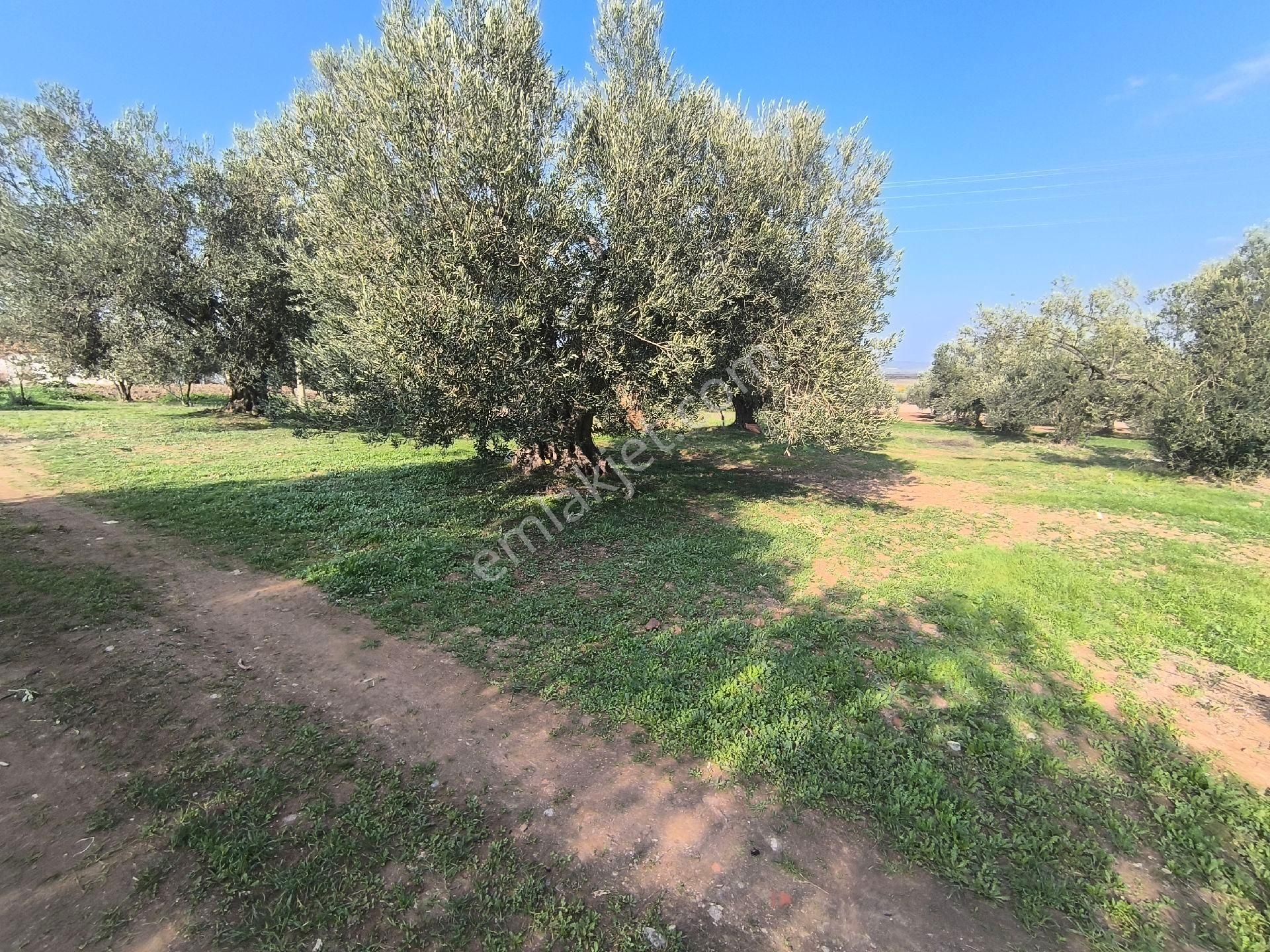 Acil Manisa Saruhanlı Halitpaşa'da 900m2 2 Kat 0.40 İmarlı Arsa 4.950.000 - Görsel 5