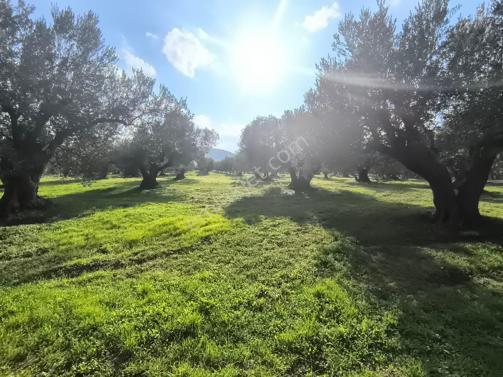 Acil Manisa Saruhanlı Halitpaşa'da 900m2 2 Kat 0.40 İmarlı Arsa 4.950.000 - Görsel 23