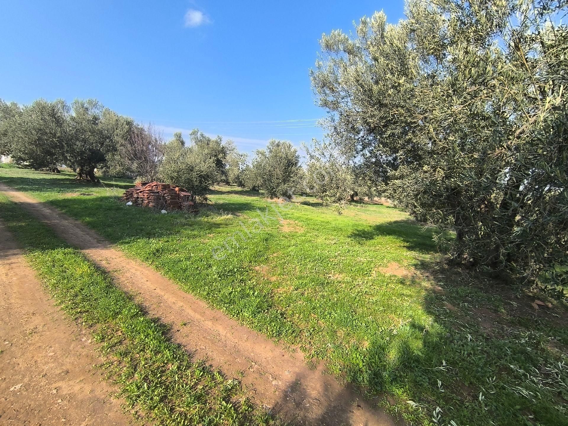 Acil Manisa Saruhanlı Halitpaşa'da 900m2 2 Kat 0.40 İmarlı Arsa 4.950.000 - Görsel 32