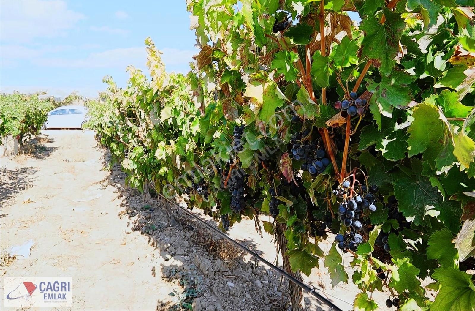Çağrı Emlak'tan Korkuteli/yelten' De Üzüm Bağı - Görsel 23