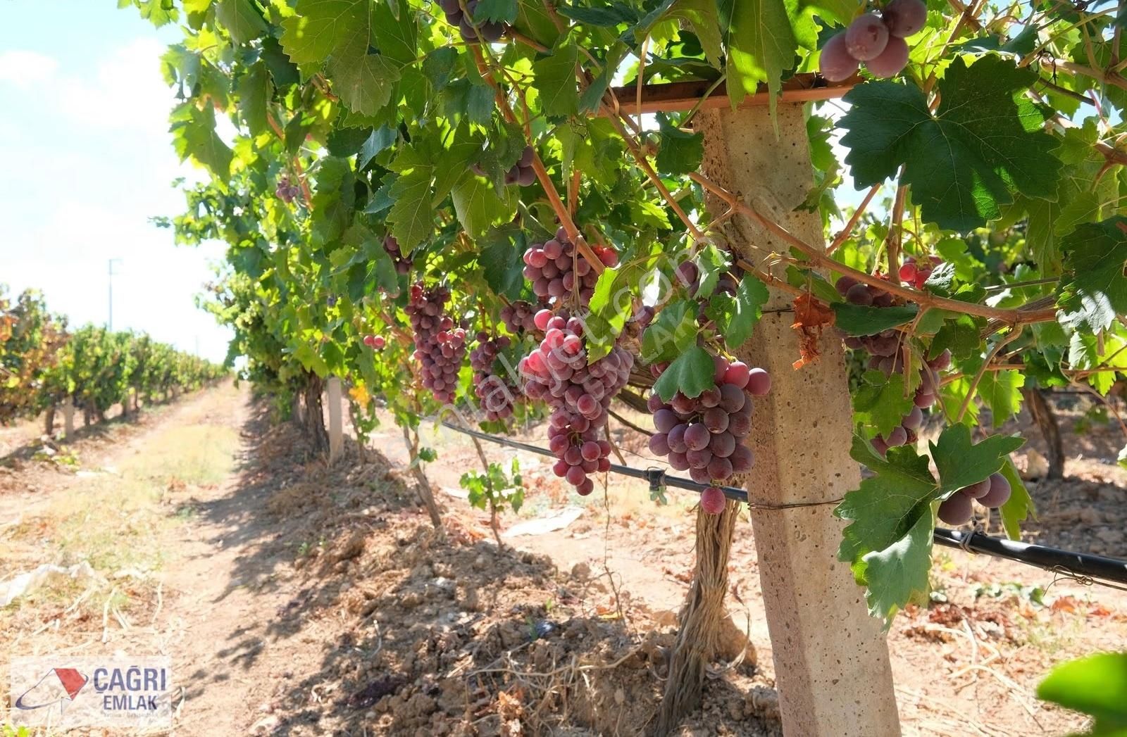 Çağrı Emlak'tan Korkuteli/yelten' De Üzüm Bağı - Görsel 7