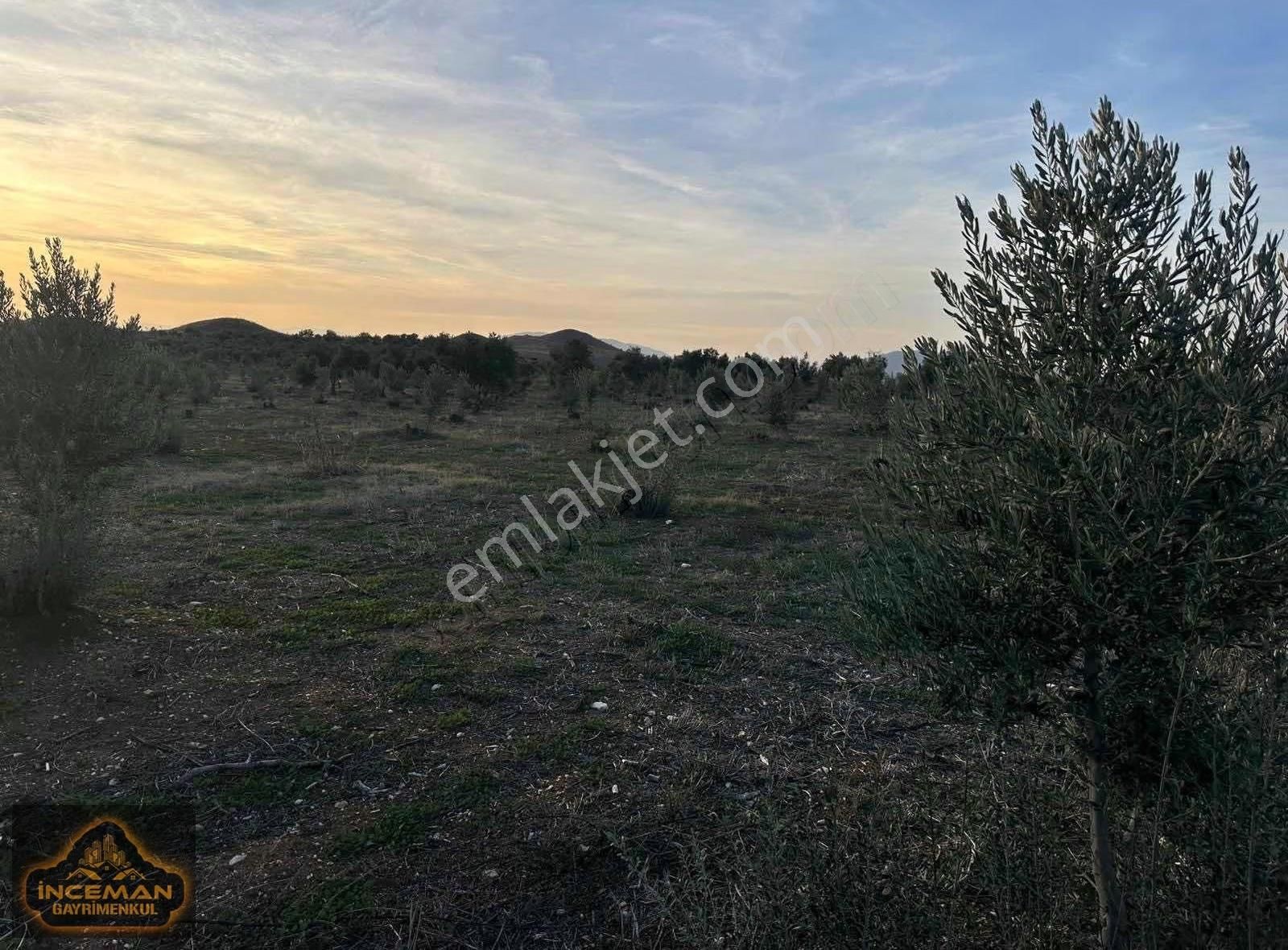 96.000m2 Asfalt Üzeri Ulaşımı Kolay Zeytinlik - Görsel 3
