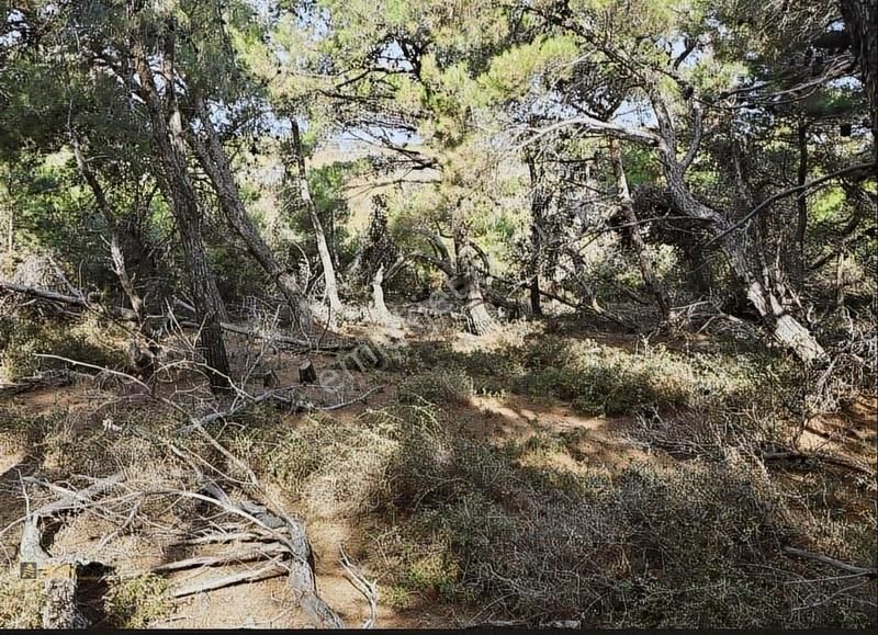 Bozcaada Cumhuriyet Mh - Tek Tapu - Denize 850m Mesafede - Ağaçlar İçerisinde Tam Karavanlık - Görsel 3