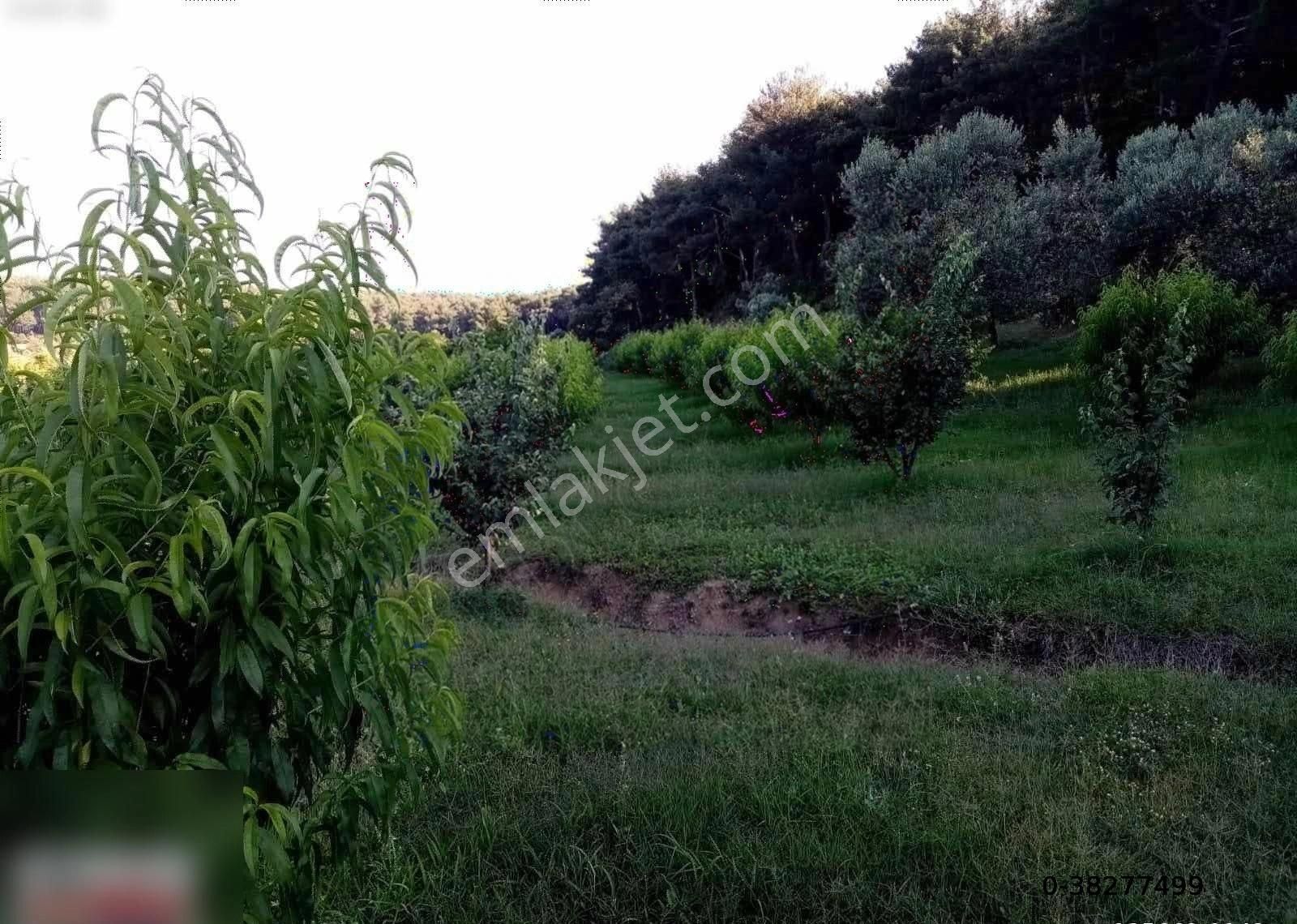 Çanakkale Bayramiç Ev Ve Satılık Meyve Bahçesi - Görsel 5