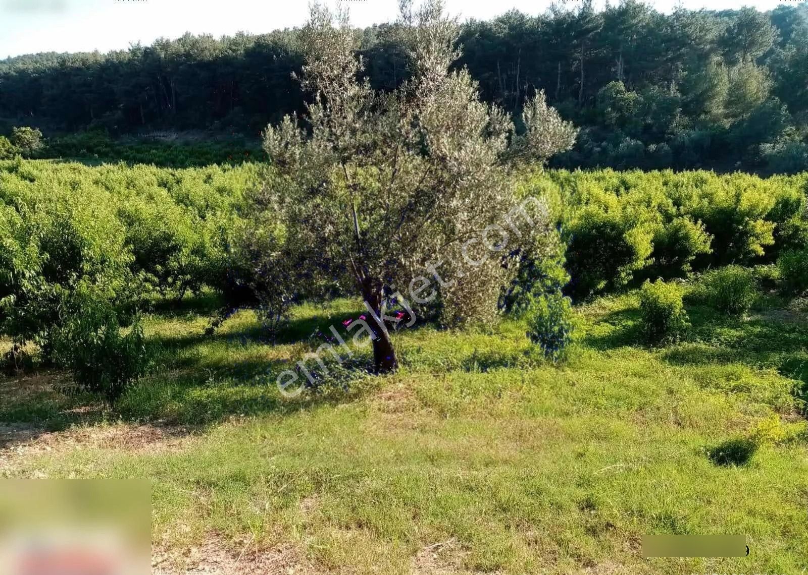 Çanakkale Bayramiç Ev Ve Satılık Meyve Bahçesi - Görsel 7