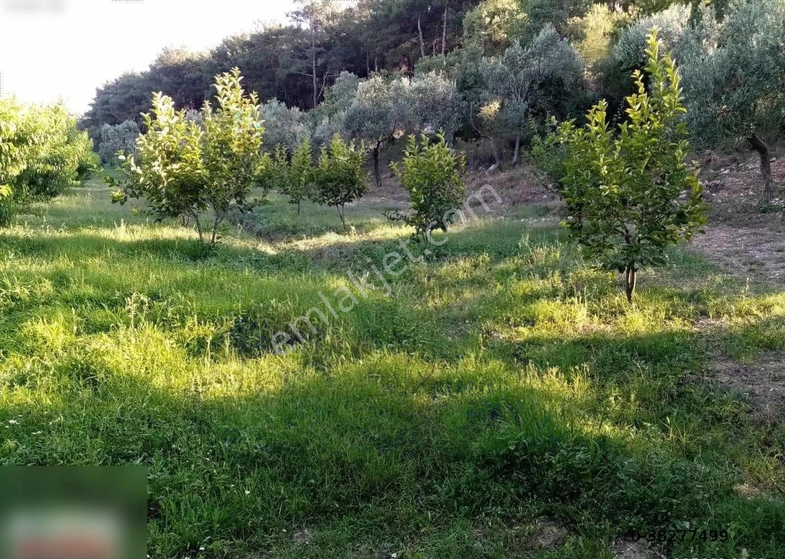 Çanakkale Bayramiç Ev Ve Satılık Meyve Bahçesi - Görsel 12