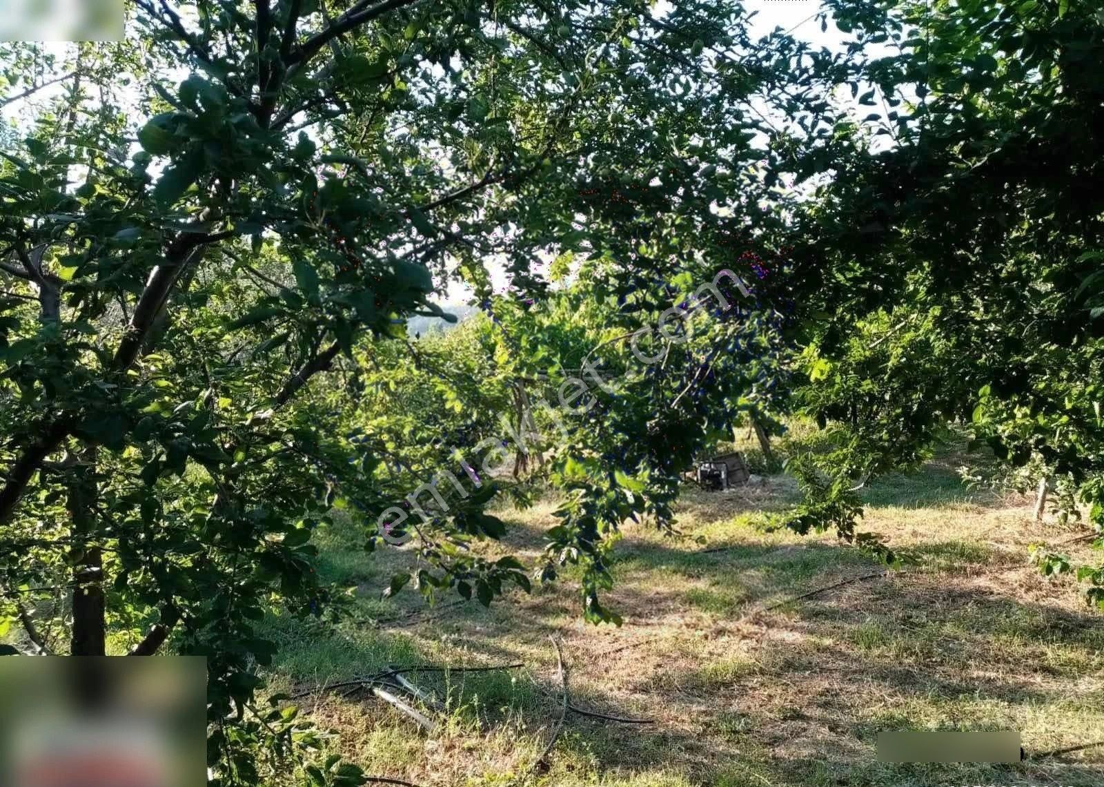 Çanakkale Bayramiç Ev Ve Satılık Meyve Bahçesi - Görsel 8