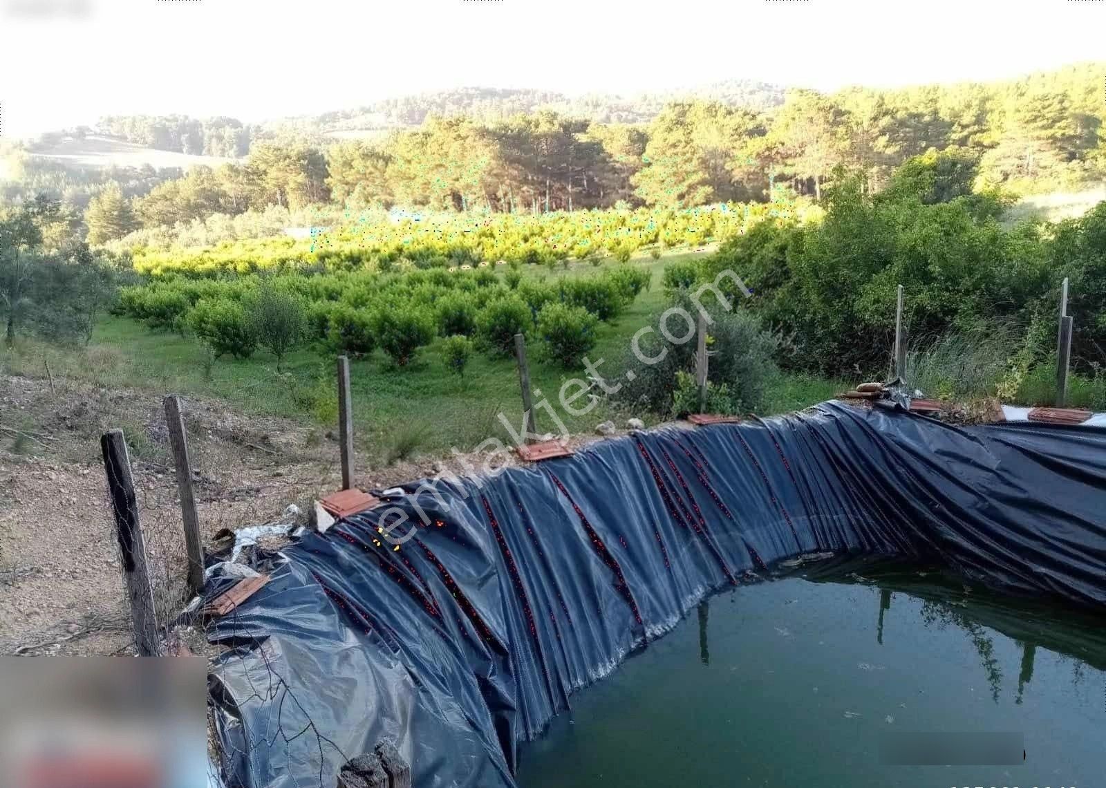 Çanakkale Bayramiç Ev Ve Satılık Meyve Bahçesi - Görsel 9