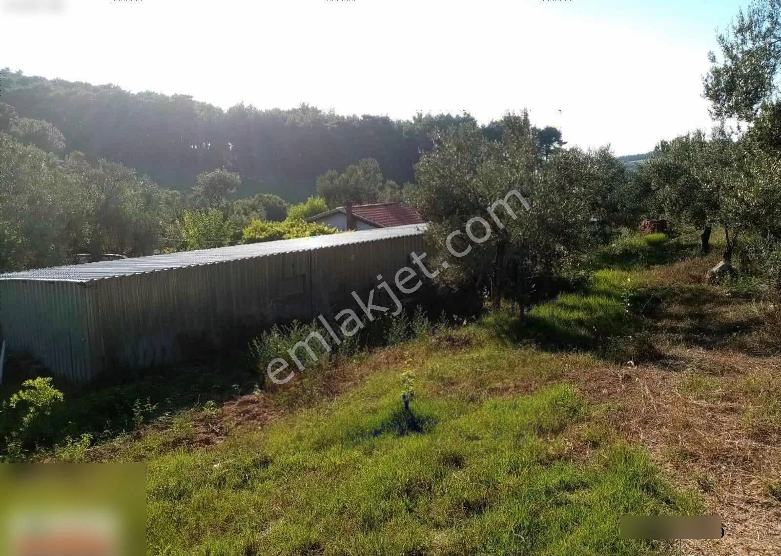 Çanakkale Bayramiç Ev Ve Satılık Meyve Bahçesi - Görsel 13