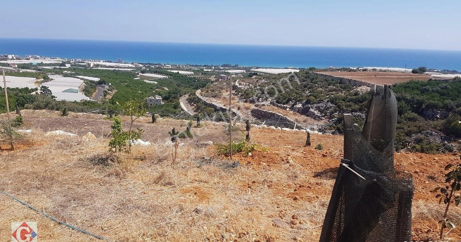 Görgün'den Kocahasanlı'da 5512m2 Deniz Manzaralı Tarla Ve Ev - Görsel 6