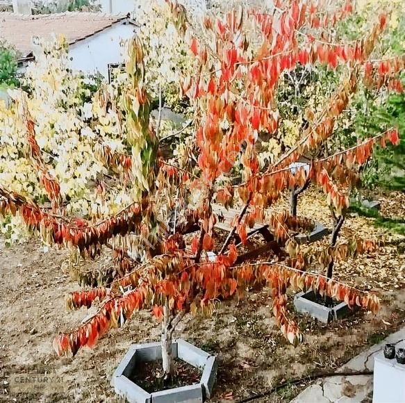 Hasanoğlanda Büyük Bahçeli, Meyve Ağaçlı, 4+1 Müstakil Ev - Görsel 4