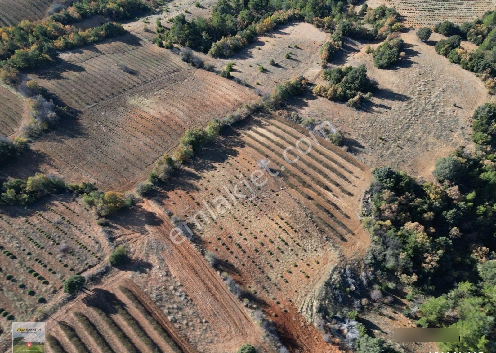Afyon Dazkırında Üzerindeki Ürün Fiyatına Satılık 2.541 M2 Arazi - Görsel 10