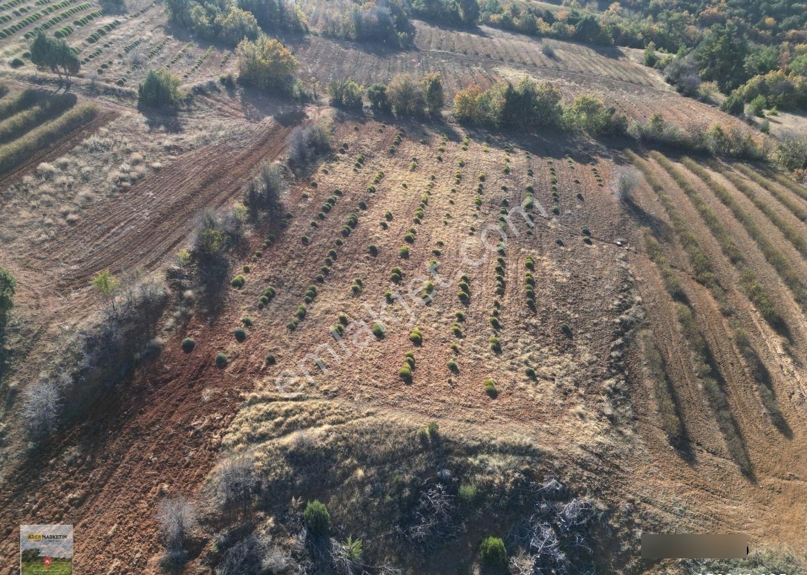 Afyon Dazkırında Üzerindeki Ürün Fiyatına Satılık 2.541 M2 Arazi - Görsel 12